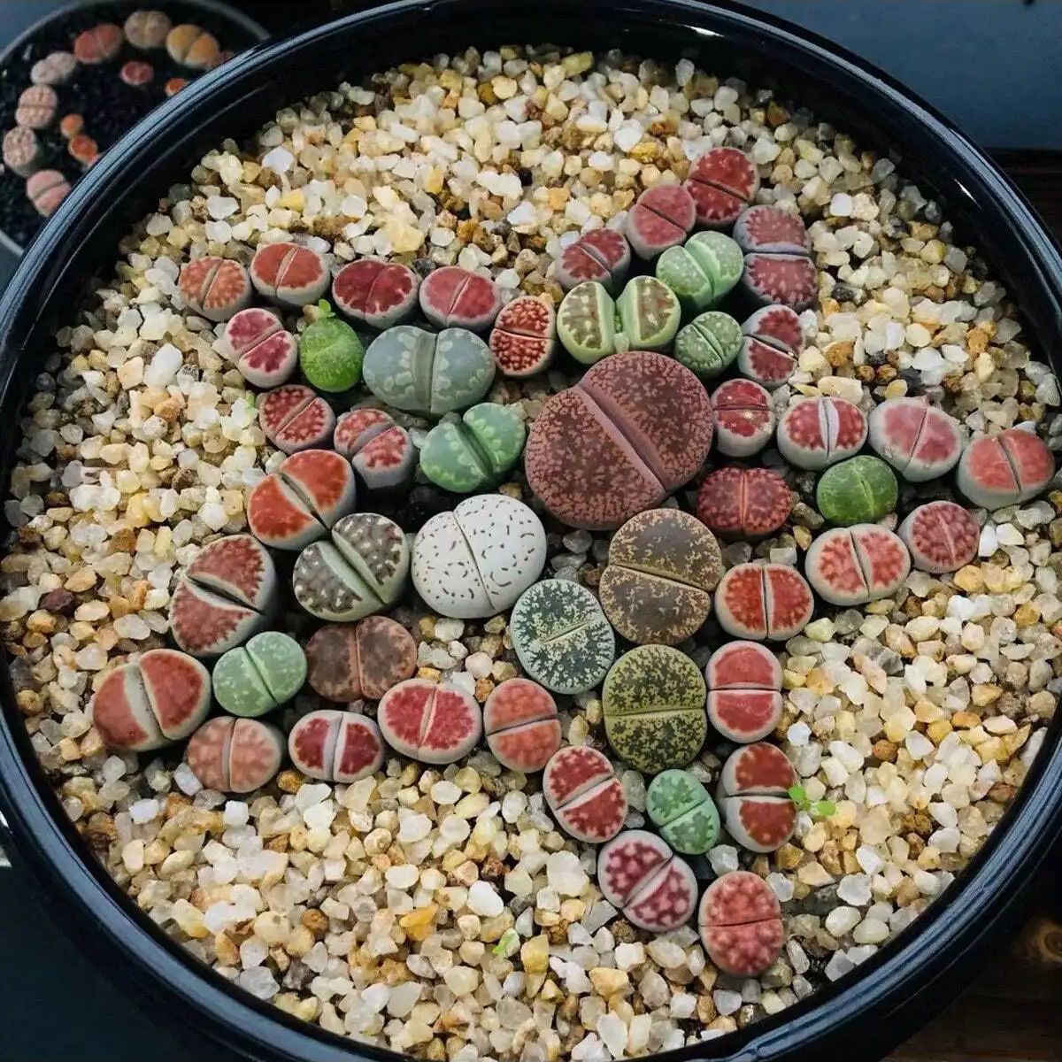 1 قطعة-250 جرام بلورات الطبيعي - مراجعة Aquarium Marine Sand وسعره