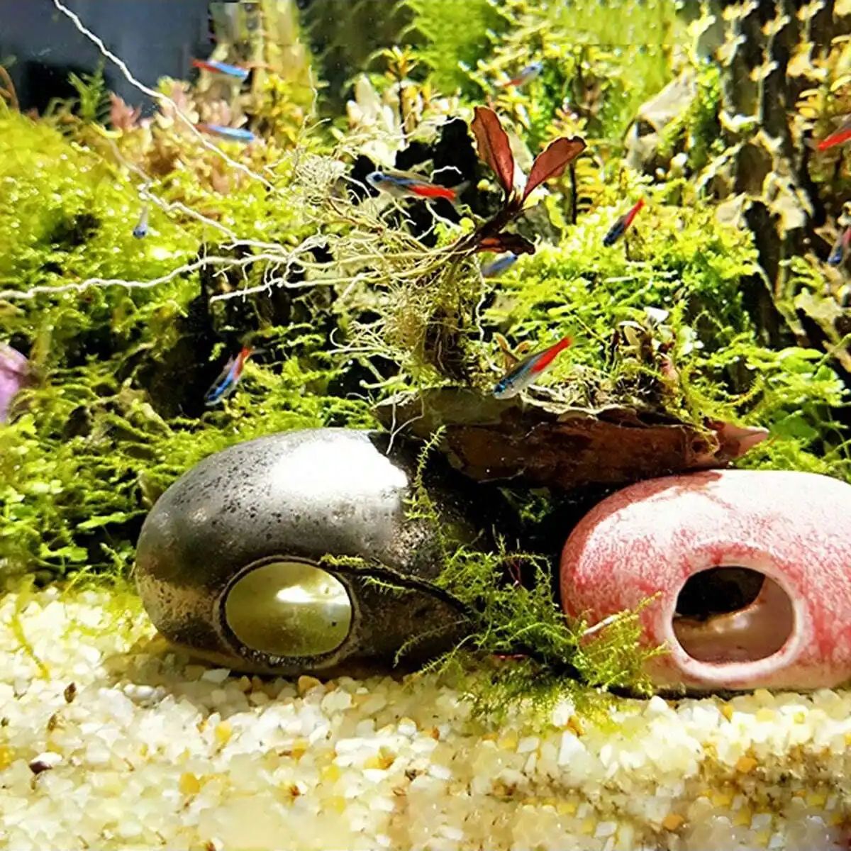 1 قطعة-250 جرام بلورات الطبيعي - مراجعة Aquarium Marine Sand وسعره